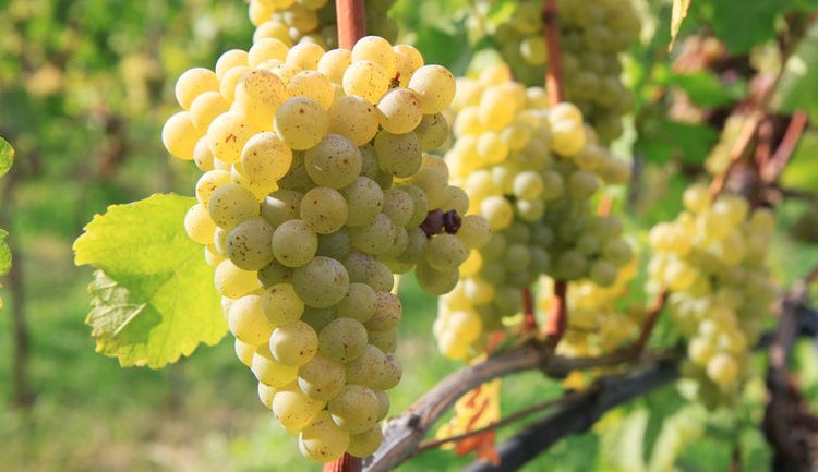 Sauvignon Blanc