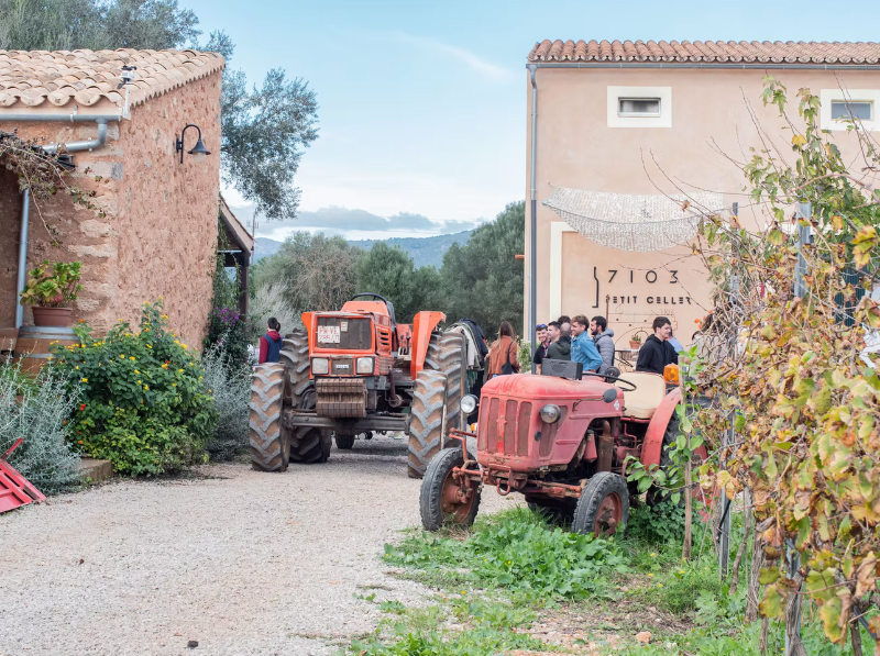 Giró Jove de Mallorca D.O. | 7103