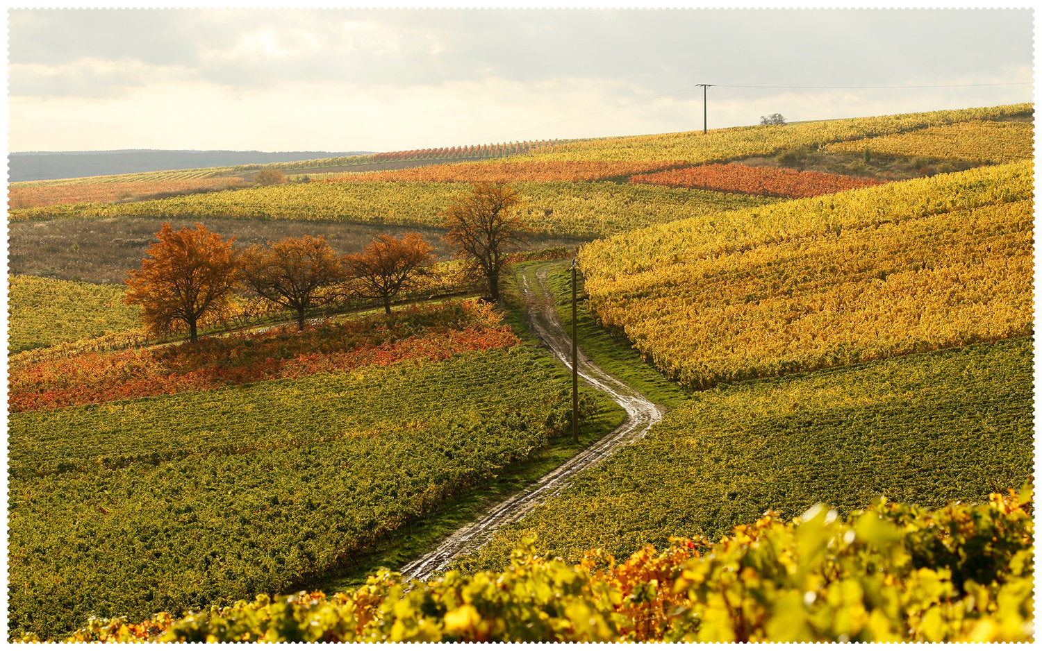 Riesling vom Kies | Forster
