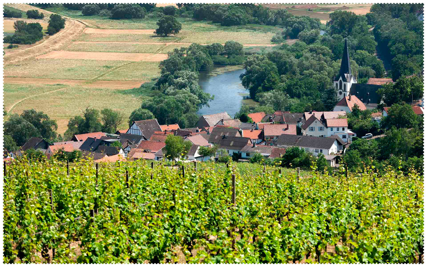 Riesling vom Kies | Forster