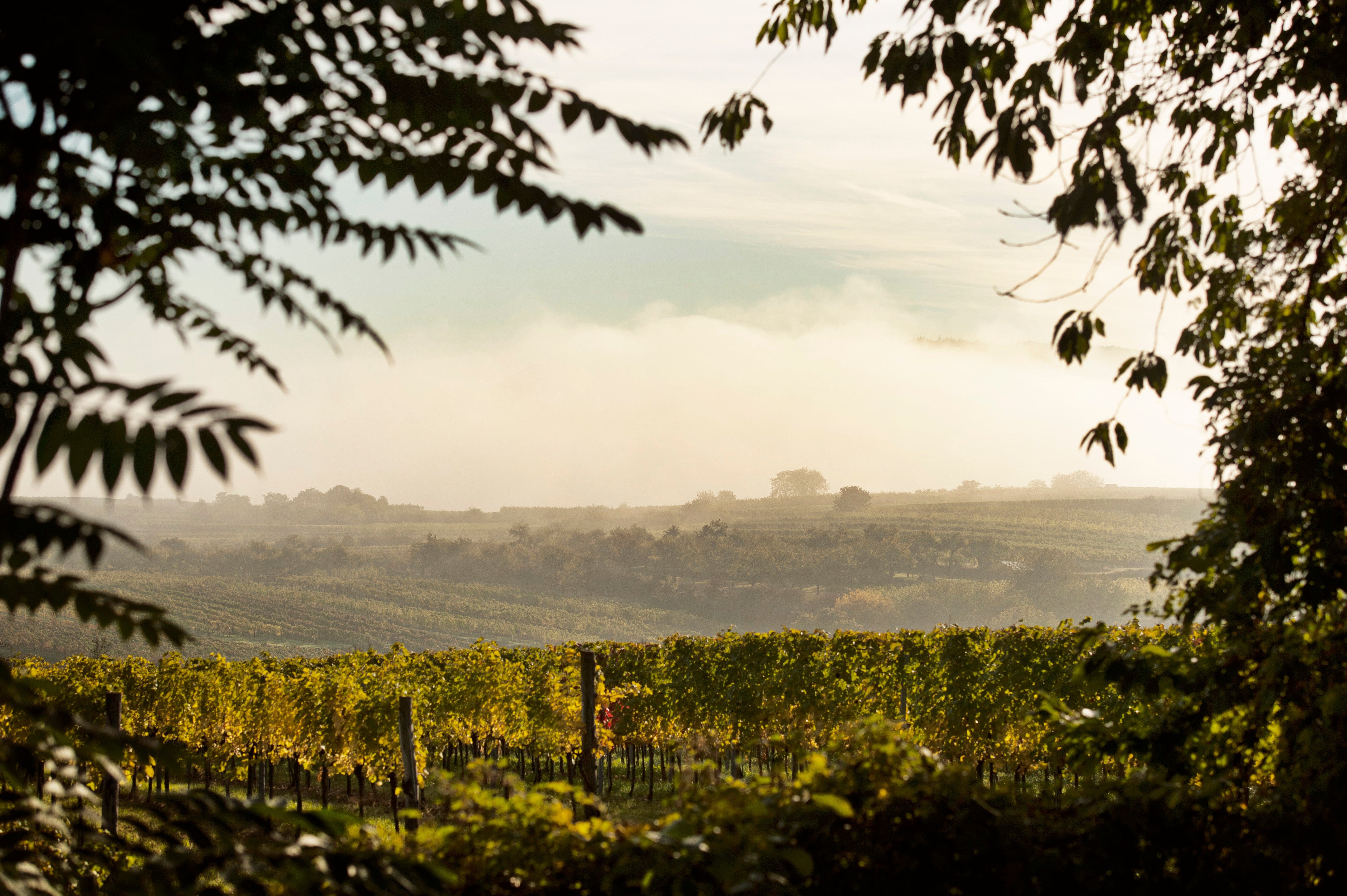 2014er Ried Gaisberg Grüner Veltliner | Geyerhof