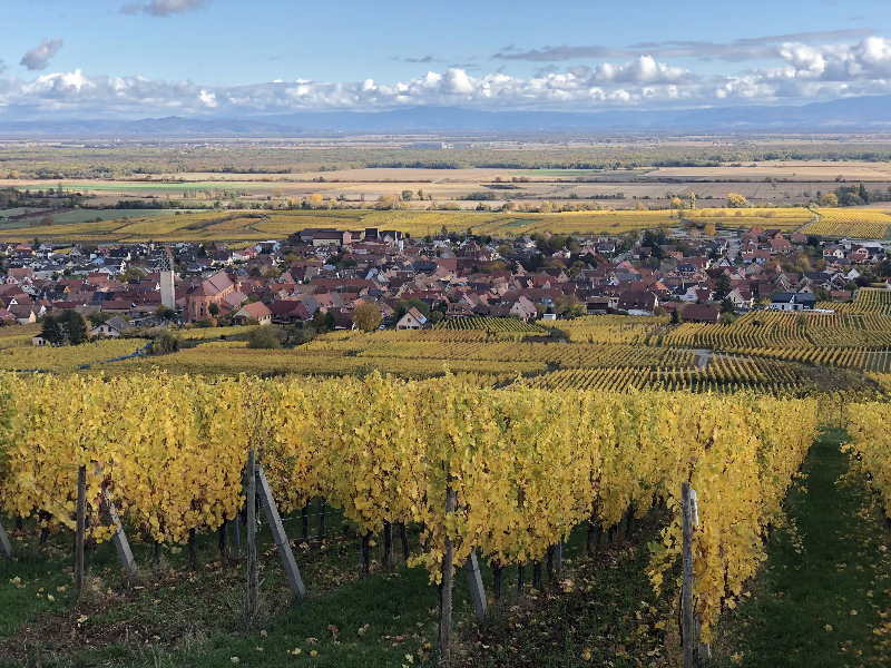 Muscat Azael Alsace AOP | Paul Humbrecht