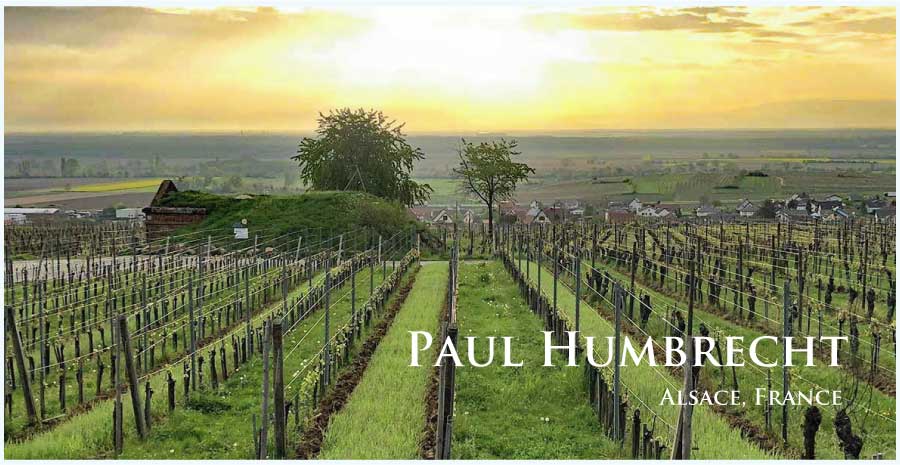 Muscat Azael Alsace AOP | Paul Humbrecht