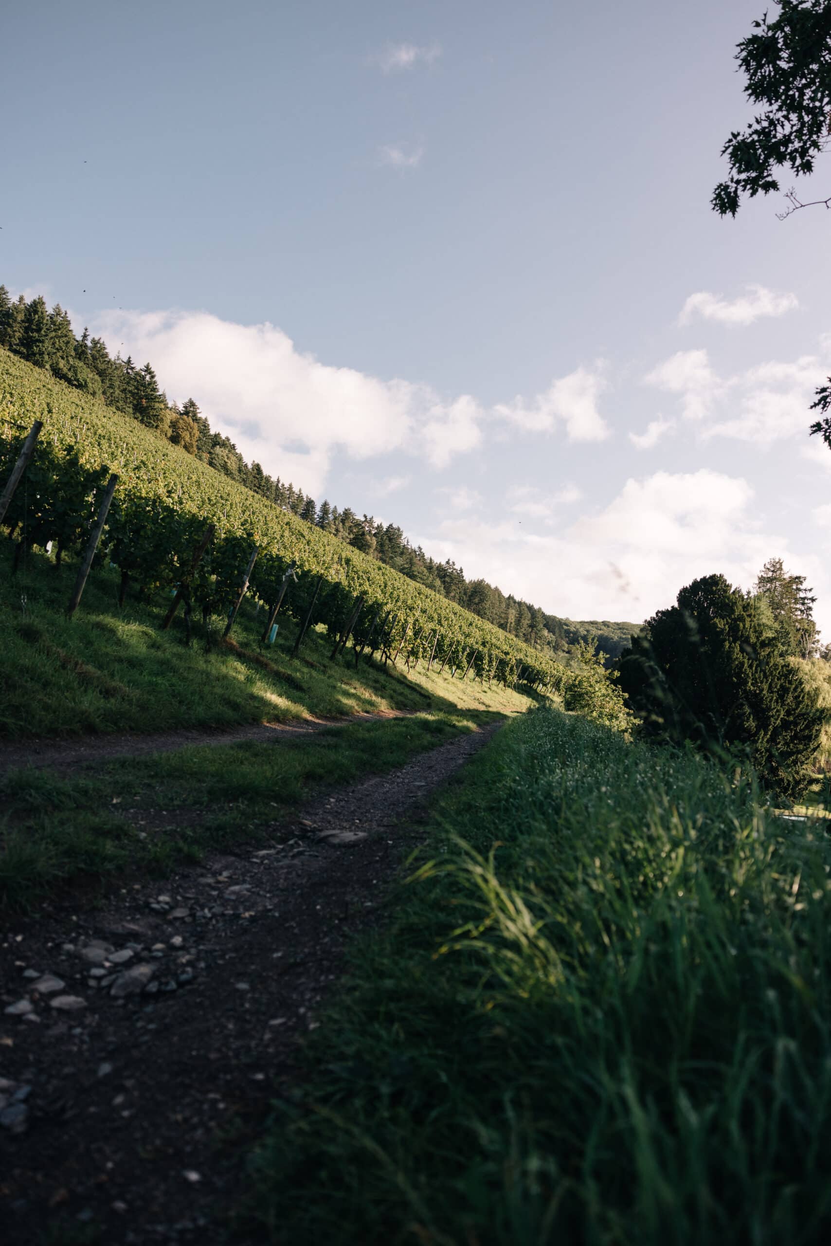 Karthäuserhofberg Riesling Auslese | Karthäuserhof