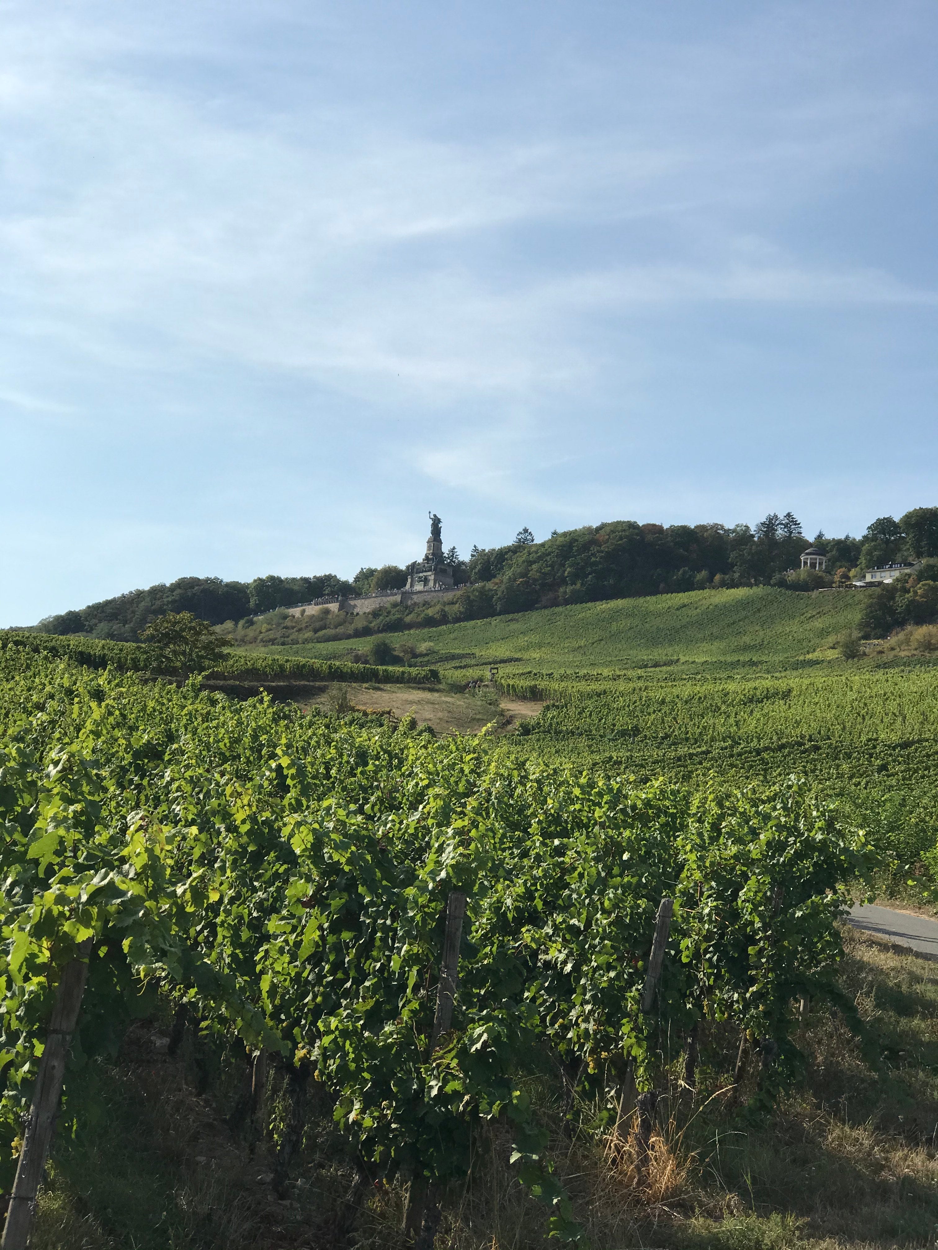 Marcobrunn Riesling | Corvers-Kauter