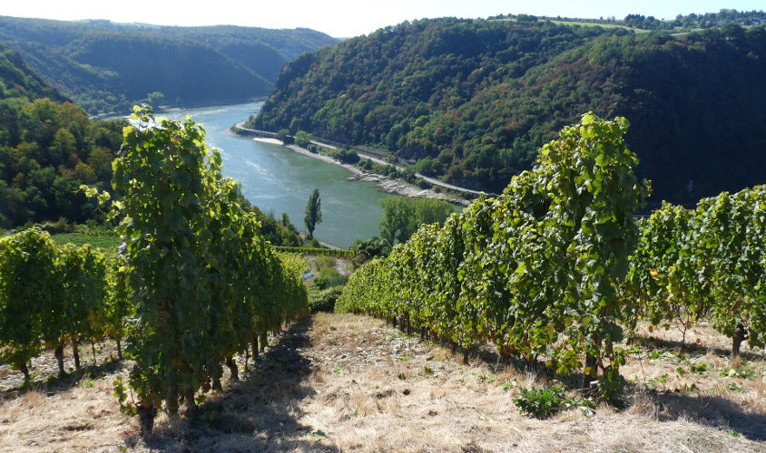 Marcobrunn Riesling | Corvers-Kauter