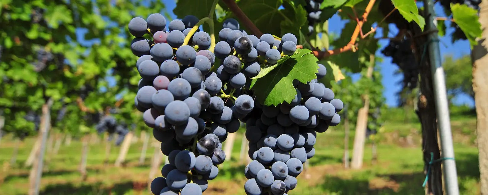 Blaufränkisch