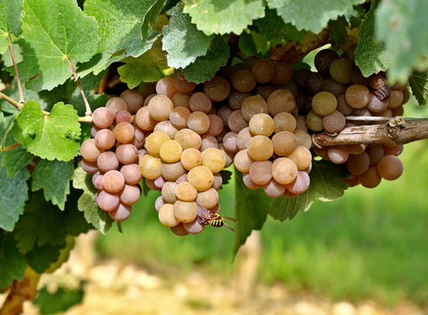 Grauburgunder