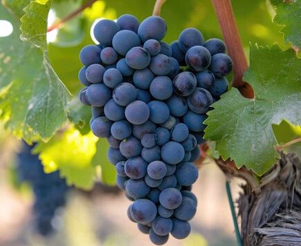 Syrah