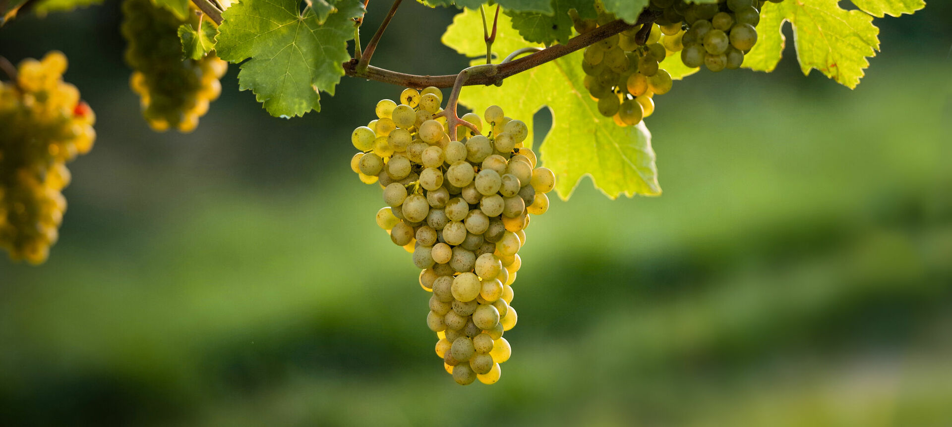 Veltliner