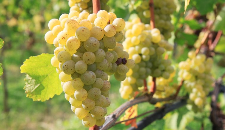 Sauvignon Blanc