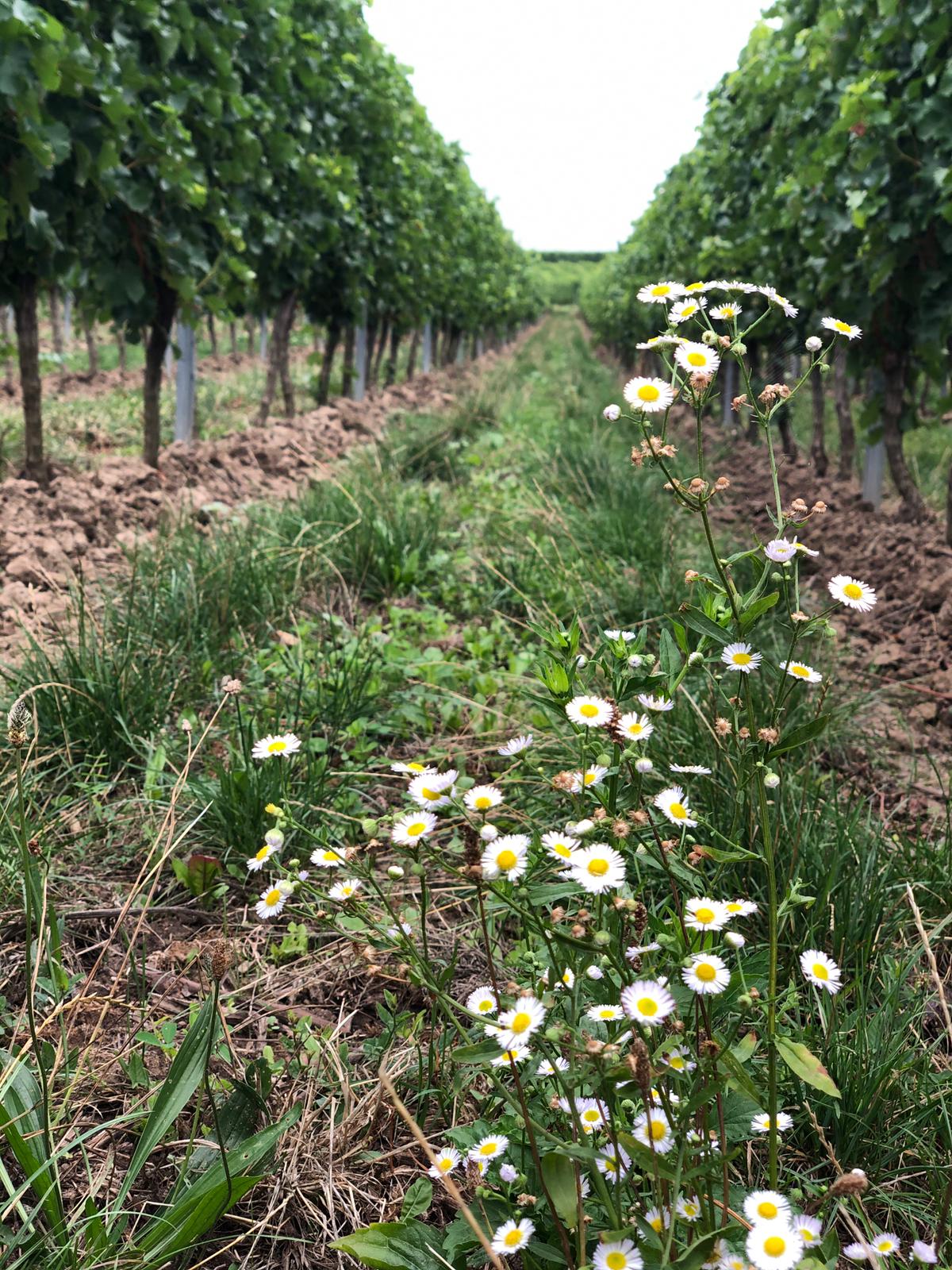 Abenheimer Weissburgunder & Chardonnay | Boxheimerhof
